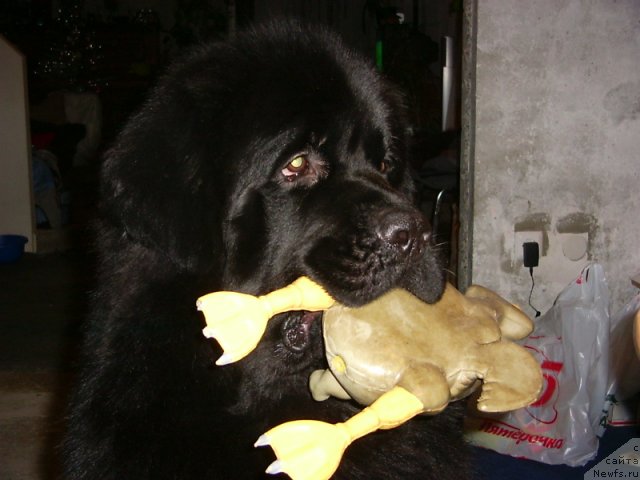 Фото: ньюфаундленд Виват Вялiкi Мядзведзь (Vivat Vialiki Miadzvedz)