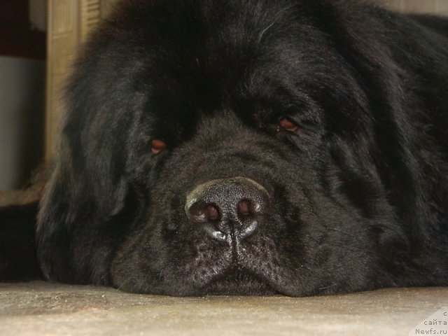 Фото: ньюфаундленд Виват Вялiкi Мядзведзь (Vivat Vialiki Miadzvedz)