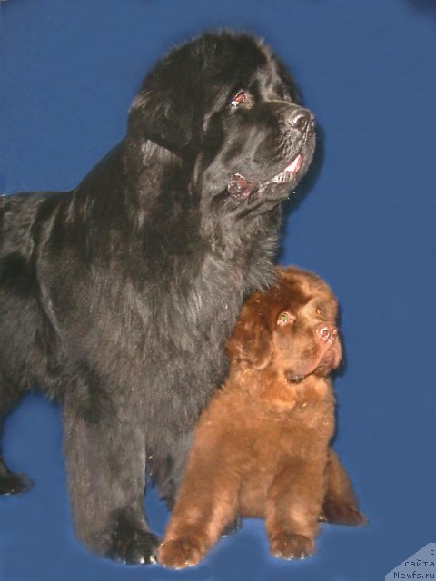 Фото: ньюфаундленд Виват Вялiкi Мядзведзь (Vivat Vialiki Miadzvedz), ньюфаундленд Ais Cream Ambassador