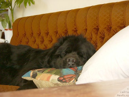 Фото: ньюфаундленд Виват Вялiкi Мядзведзь (Vivat Vialiki Miadzvedz)