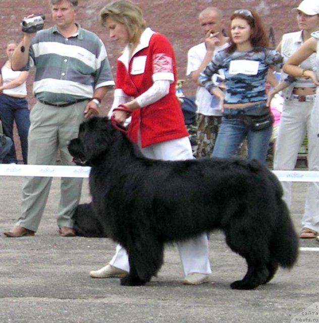 Фото: ньюфаундленд Виват Вялiкi Мядзведзь (Vivat Vialiki Miadzvedz), Юлиана Никифорова