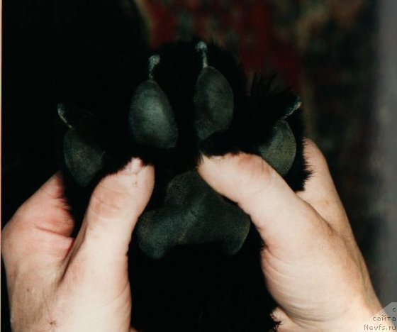 Фото: ньюфаундленд Виват Вялiкi Мядзведзь (Vivat Vialiki Miadzvedz)