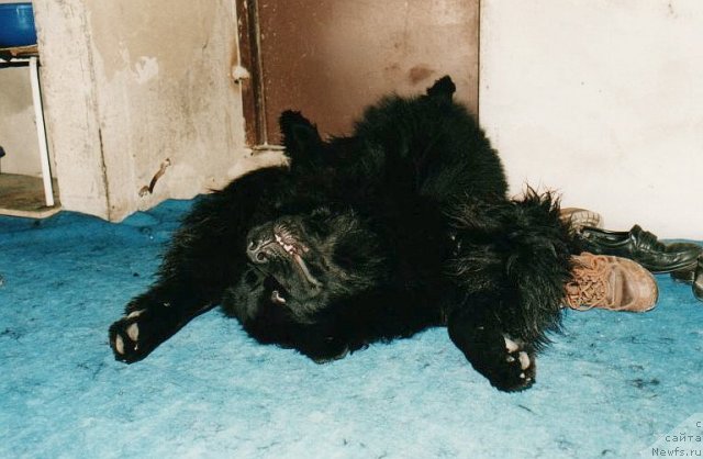 Фото: ньюфаундленд Виват Вялiкi Мядзведзь (Vivat Vialiki Miadzvedz)