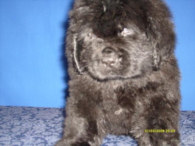 Фото: ньюфаундленд Кунак Майдиа