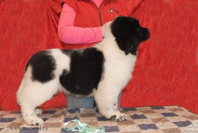 Фото: ньюфаундленд Сент Джонс Валиант Кнайт (Sent Djons Valiant Knight)