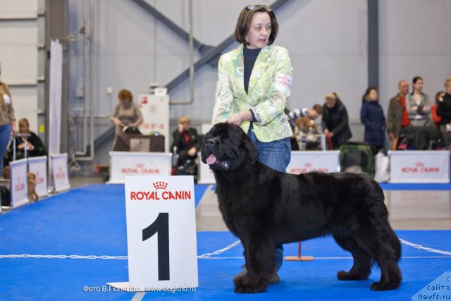 Фото: ньюфаундленд Бегущая по Волнам Зефирин Друэн (Beguschaya po Volnam Zephirine Drouhin)