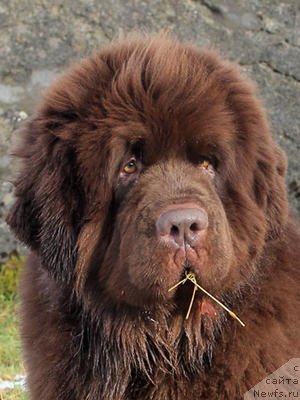 Фотография № 113265