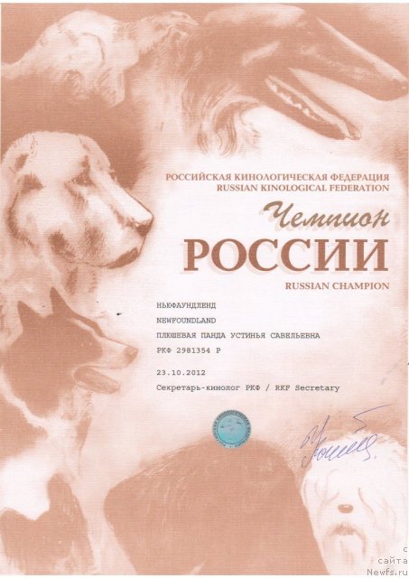 Фото: ньюфаундленд Плюшевая Панда Устинья Савельевна (Plushevaya Panda Ustinja Savelevna)