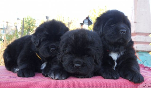 Фотография № 113269