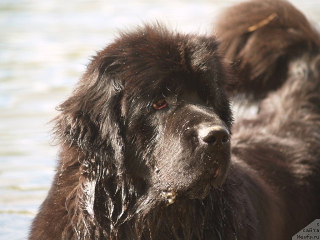 Фото: ньюфаундленд Плюшевая Панда Устинья Савельевна (Plushevaya Panda Ustinja Savelevna)
