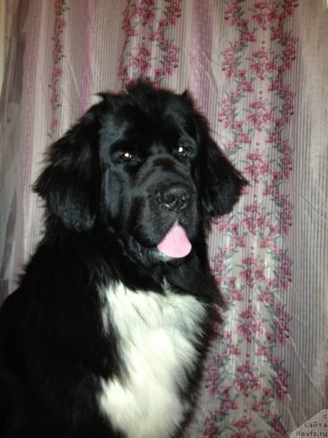 Фото: ньюфаундленд Овация Браво Бис