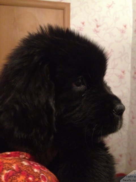 Фото: ньюфаундленд Старди Коллекшн Баловень