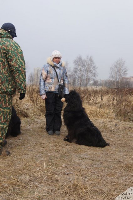 Фото: ньюфаундленд Сент Джонс Хэппи Гоу Лакки