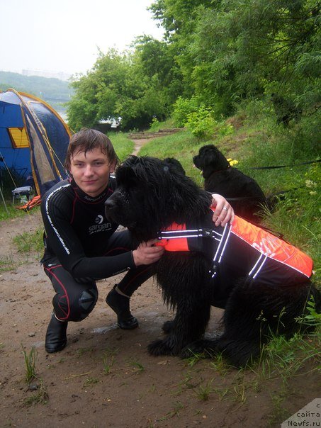 Фото: ньюфаундленд Сент Джонс Хэппи Гоу Лакки