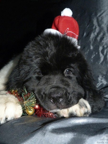 Фото: ньюфаундленд Степная Пальмира Еванжелина