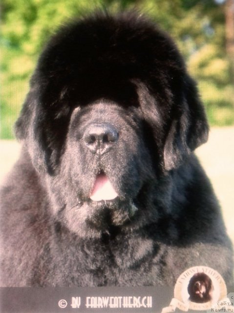 Фото: ньюфаундленд Fairweathers A Great Pretender