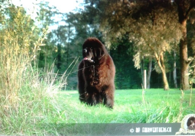 Фото: ньюфаундленд Fairweathers A Great Pretender