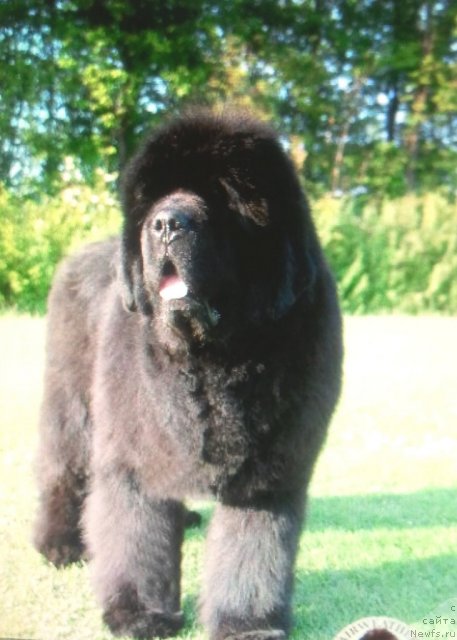 Фото: ньюфаундленд Fairweathers A Great Pretender