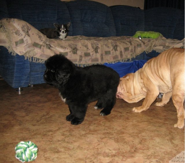 Фотография № 113295