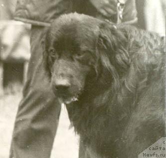 Фото: ньюфаундленд Гун Боцманис