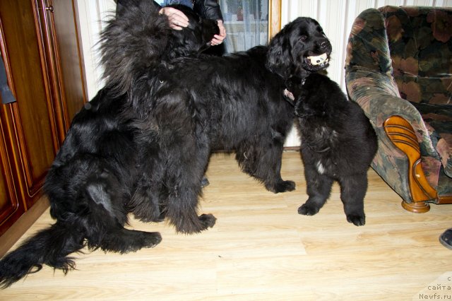 Фото: ньюфаундленд Особа Гламурная, ньюфаундленд Рика Трейси-Виктория, ньюфаундленд Львиное Сердце