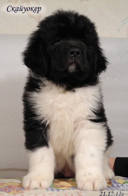 Фото: ньюфаундленд Скайуокер Энакин Джедай