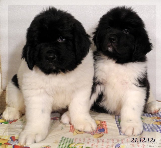 Фото: ньюфаундленд Санта Де Ла Морис, и, ньюфаундленд Скайуокер Энакин Джедай