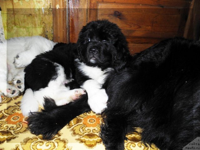 Фото: ньюфаундленд Скайуокер Энакин Джедай