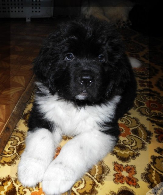 Фото: ньюфаундленд Скайуокер Энакин Джедай