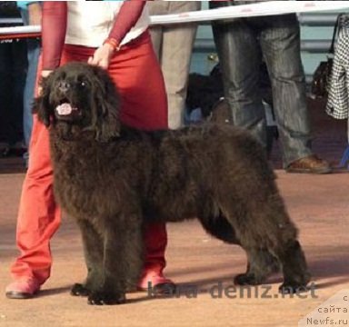 Фото: ньюфаундленд Колумбия Кара Дениз (Kolumbiya Kara Deniz)