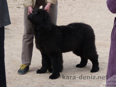 Фото: ньюфаундленд Колумбия Кара Дениз (Kolumbiya Kara Deniz)