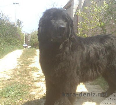 Фото: ньюфаундленд Барбара Кара Дениз