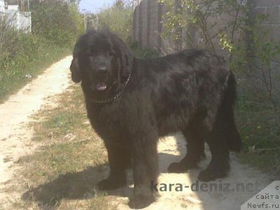 Фото: ньюфаундленд Барбара Кара Дениз