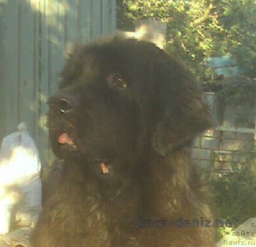 Фото: ньюфаундленд Кайра Фрихай Биг Блэк Фут