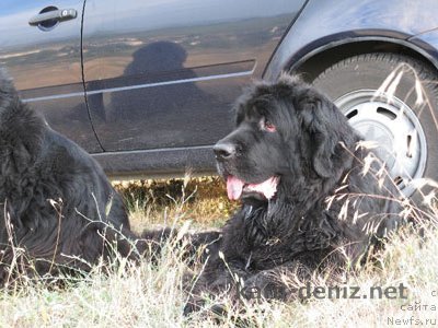 Фото: ньюфаундленд Кайра Фрихай Биг Блэк Фут