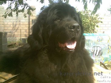 Фото: ньюфаундленд Шарон (Sharon)