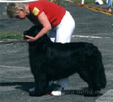 Фото: ньюфаундленд Шарон (Sharon)