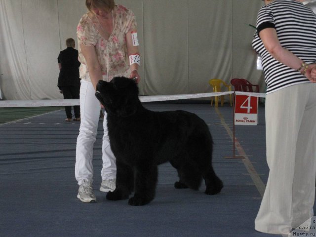 Фото: ньюфаундленд Калифорния Кара Дениз (Kaliforniya Kara Deniz)