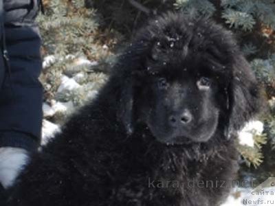 Фото: ньюфаундленд Калифорния Кара Дениз (Kaliforniya Kara Deniz)