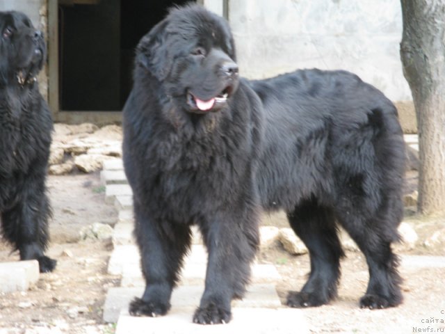 Фото: ньюфаундленд Золотко Мишель Кара Дениз (Zolotko Mishel Kara Deniz)