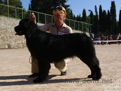 Фото: ньюфаундленд Золотко Мишель Кара Дениз (Zolotko Mishel Kara Deniz)