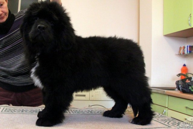 Фото: ньюфаундленд Моон Броок Белив Ин Ангел