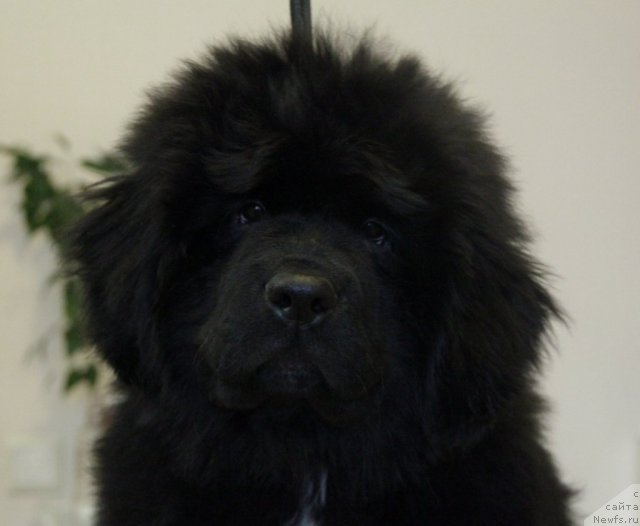 Фото: ньюфаундленд Моон Броок Белив Ин Ангел