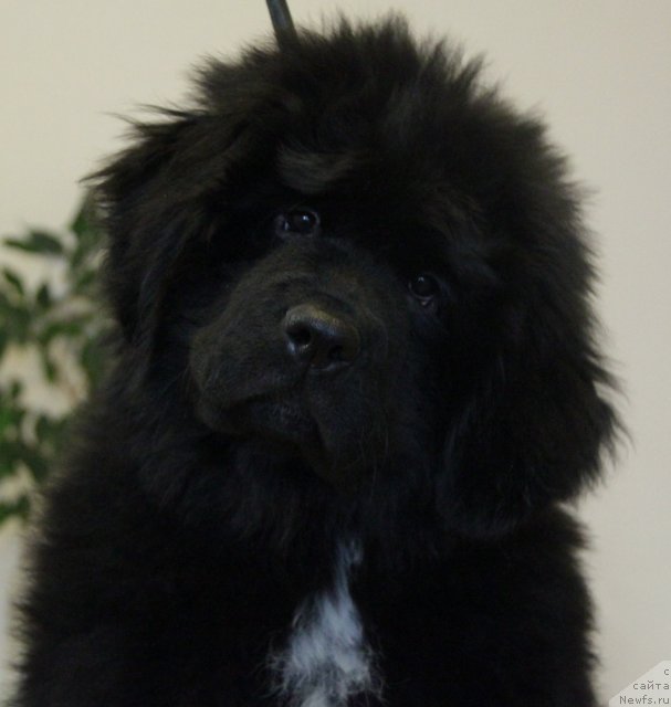 Фото: ньюфаундленд Моон Броок Белив Ин Ангел