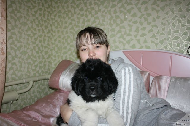 Фото: ньюфаундленд Саша Габриэль Торрес