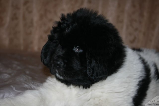 Фото: ньюфаундленд Саша Габриэль Торрес