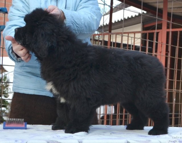 Фото: Щенки п-ка 