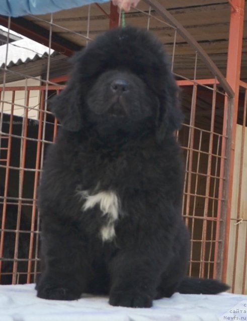 Фото: Щенки п-ка 