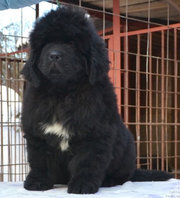 Фото: Щенки п-ка 