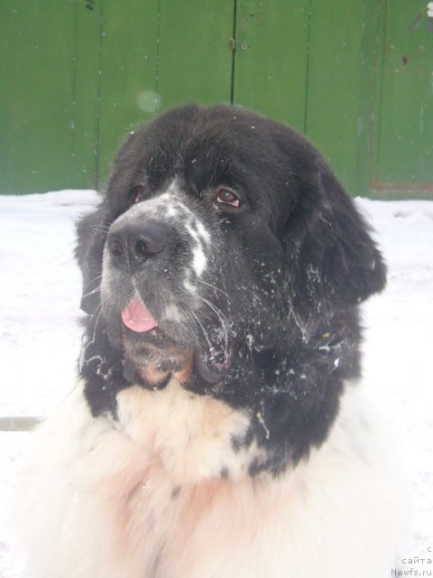 Фотография № 113362